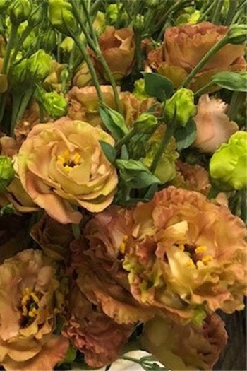 Lisianthus Light Brown 
